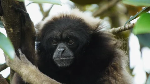 Grey gibbon Stock Footage 132394356
