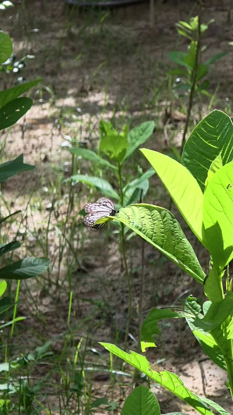 Grey Glassy Tiger Butterfly Flapping Wings Perched on Crotalaria Spectabilis Stock Footage 316876555