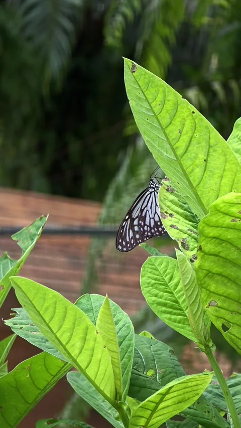 Grey Glassy Tiger Butterfly Perched on a Showy RattleboxGreen Leaf (Crotalaria Stock Footage 316876149