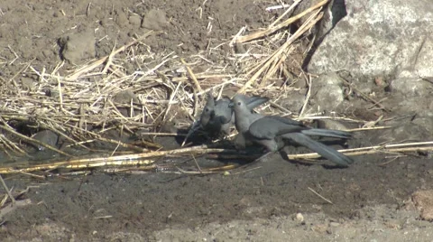 Grey Go Away Bird Drinking Water Several Kruger National Park Stock Footage 43142722