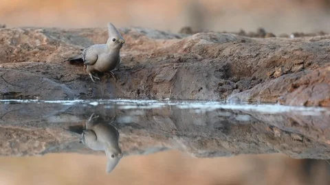 Grey go-away-bird drinking with reflection - botswana Stock Footage 117596419