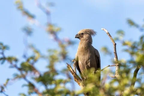 Grey Go-away-bird Namibia Africa wildlife Stock Photos