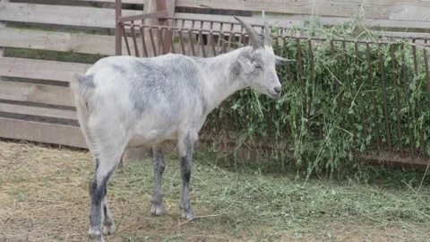 The grey goat eats green grass on the farm. Stockbeeldmateriaal 135440049