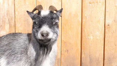 A grey goat in front of a barn 库存影片 102389210