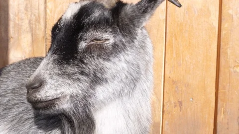 A grey goat in front of a barn 库存影片 102391580