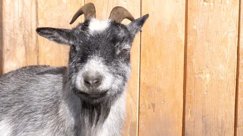 A grey goat in front of a barn 库存影片 103371831