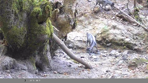 Grey Goats Drinking Water in Forest Creek Bed - Trail Cam Footage Stock Footage 341803900