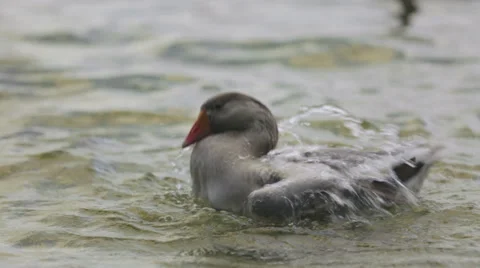 Grey Goose Bathing CU Stock Footage 41553398