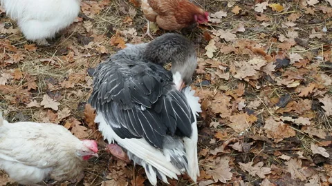 Grey goose brushes its feathers with its beak in autumn on a farm Stock Footage 163376189