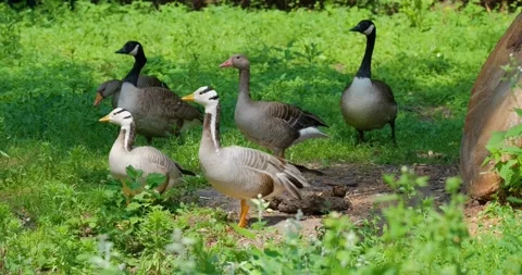  grey goose close up Stock Footage 141585636