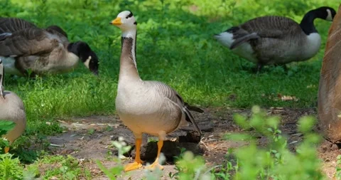  grey goose close up Stock Footage 141585766