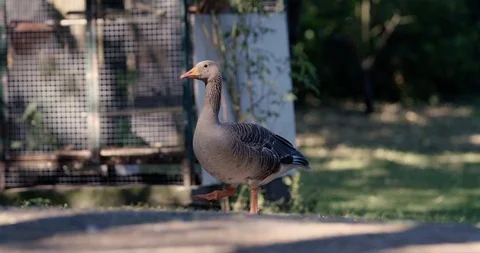 Grey goose on a farm 2 Stock Footage 92161902