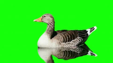 Grey goose floating on green screen background Stock Footage 337336609