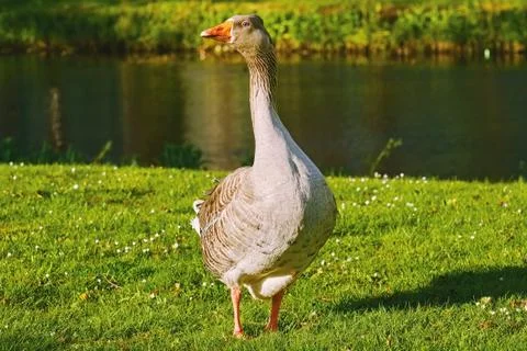 Grey Goose on the Grass Stock Photos