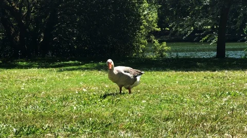Grey goose grazing on grass Stock Footage 93572038