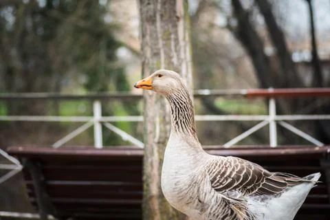 Grey goose in a park in winter Stock Photos