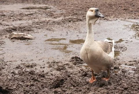 Grey goose Foto stock