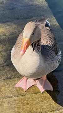 Grey goose 스톡 사진