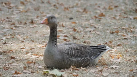 A grey goose resting on dry ground covered in fallen leaves. Stock Footage 337677240