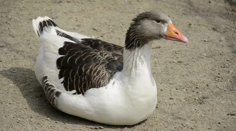 Grey goose sitting on bottom Stock Footage 23625307