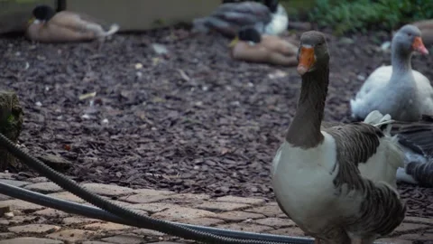 A grey goose slowly walking  Stock Footage 291702328