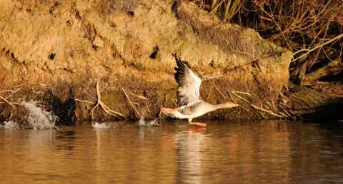 Grey goose at the start Stock Photos
