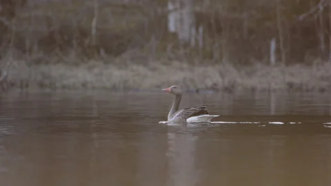 A grey goose taking flight from a lake in Sweden, slow motion wide shot Vídeos de archivo 155396524