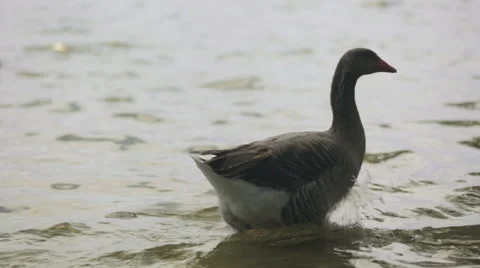 Grey goose Walking Ashore Stock Footage 41553782