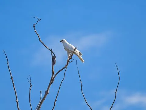 Grey Goshawk White Morph in a Tree 스톡 사진