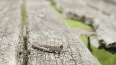 Grey grasshopper on the grey tree. Stock-Footage 91867483