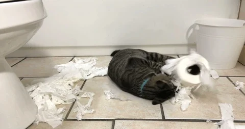 Grey Gray Tabby cat kitten shreds bites attacks roll of toilet paper in bathroom Stock Footage 129631968
