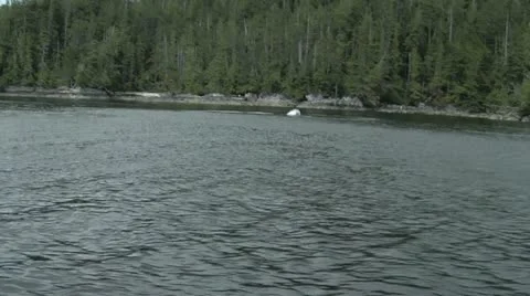 Grey/ Gray Whales surfacing Video stock 14531748