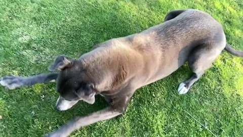 Grey greyhound dog Stock Footage 178147878