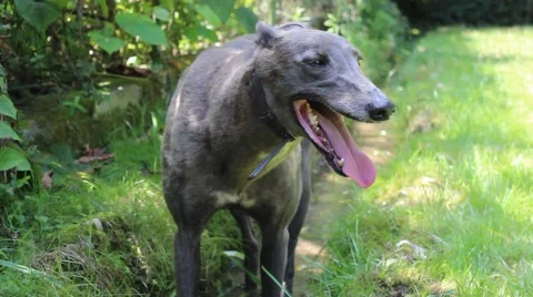 Grey greyhound standing in the water Stock Footage 65797416