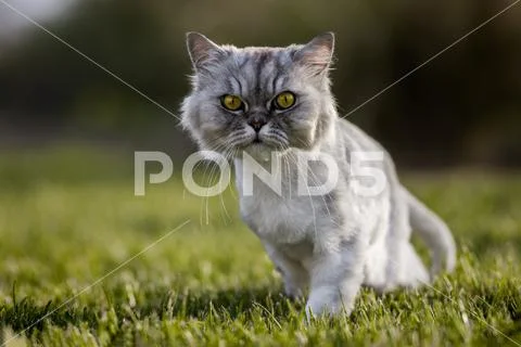 Grey groomed persian chinchilla cat with green eyes walking outside on the grass Stock Photos