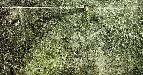 Grey grunge concrete wall texture with fungus. Abstract shapes of green mold Video stock 205535570