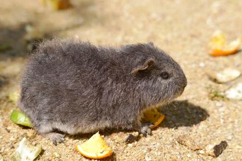 Grey Guinea pig Stock Photos