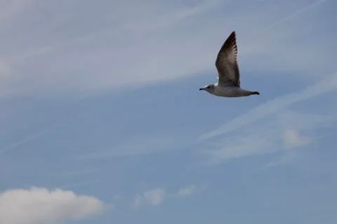 Grey gull in flight Stock Photos