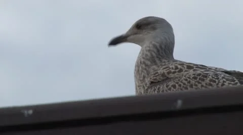 Grey gull on rooftop 库存影片 11053846