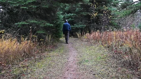 Grey haired man walks down a forest path between large spruce trees.  Stock Footage 140765129