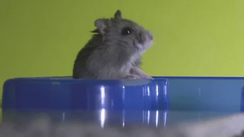 Grey hamster exploring, standing and sniffing Stock Footage 70175569