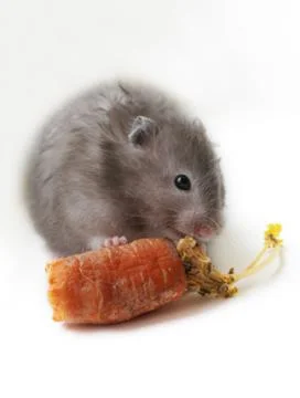 Grey hamster Stock Photos