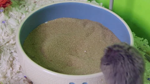 Grey hamster rolling in sand bath to clean its fur. Stock Footage 63512885