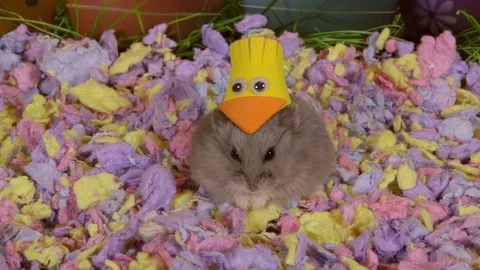 Grey hamster wearing easter chicken hat Stock Footage 87656570