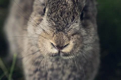 Grey hare or rabbit face close up Stock Photos