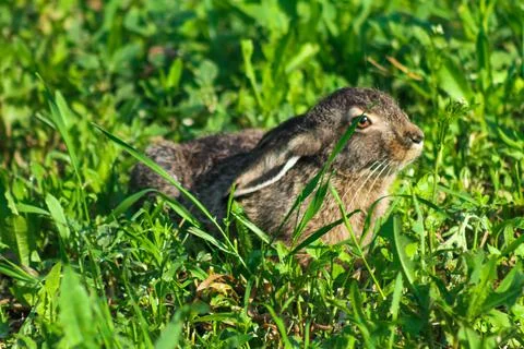 Grey Hare in the Wild Stock Photos