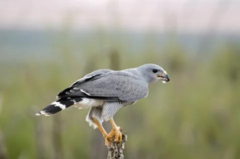 Grey Hawk perched on a Dead Cholla Skeleton Stock Photos