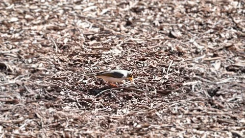 Grey head honey eater bird looking for food in 4K video 3 Stock Footage 133156219