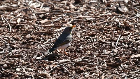 Grey head honey eater bird looking for food in 4K video 2 Stock Footage 133157423