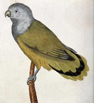 A grey-head parakeet. Coloured etching. Stock Illustration
